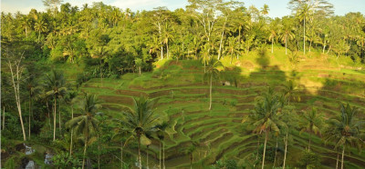Riževa polja in palme notranjosti Balija