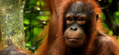 Orangutani na Borneu