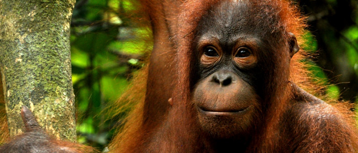 -Orangutani na Borneu