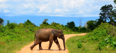 Na safariju vidimo predvsem slone