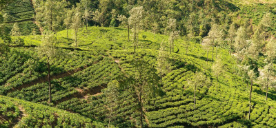 Osrednji del Šri Lanke je poln plantaž čaja