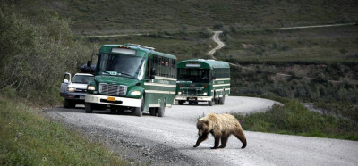 Srečanja z grizliji so kar pogosta, k sreči v glavnem z avtobusa