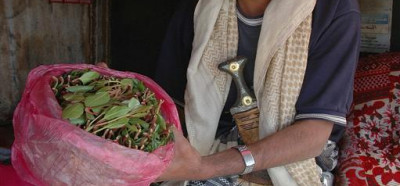 Vse v Jemnu je podrejeno tejle rastlinici - katu