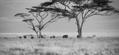 Akacije, sloni in mi... Afrika!