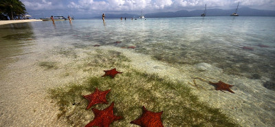 Morske zvezde z otoka Estrellas, San Blas