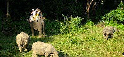 Trije izmed štiristotih nosorogov v Chitwanu