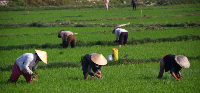 Delo na riževih poljih