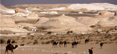 Kamele v Beli puščavi
