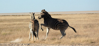 Safari in zebre