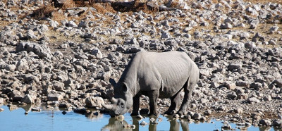 Safari in nosorog ob napajališču pri kempu