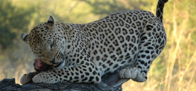 Safari in leopard