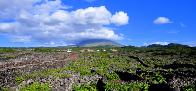 Vinogradi (zaščiteni pod UNESCOm), v ozadju vulkan Pico  