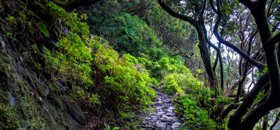 La Palma rezervat biosfere