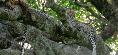 Leopard na drevesu