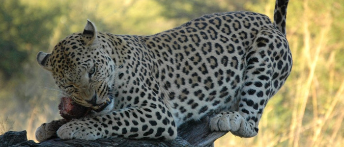 -Safari in leopard